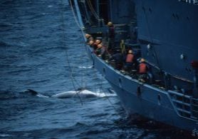 Japanese whaling ship