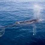 Breathing humpback whale