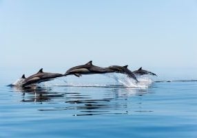 Common dolphin (delphinus delphis) Gulf of California Mexico.