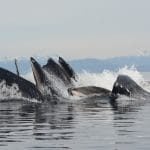 Humpback whales in Alaska. © Alaska Whale Foundation