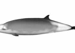 Artist impression Ramiri's beaked whale