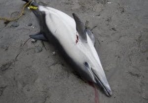 This dolphin died in a fishing net. CSIP-ZSL