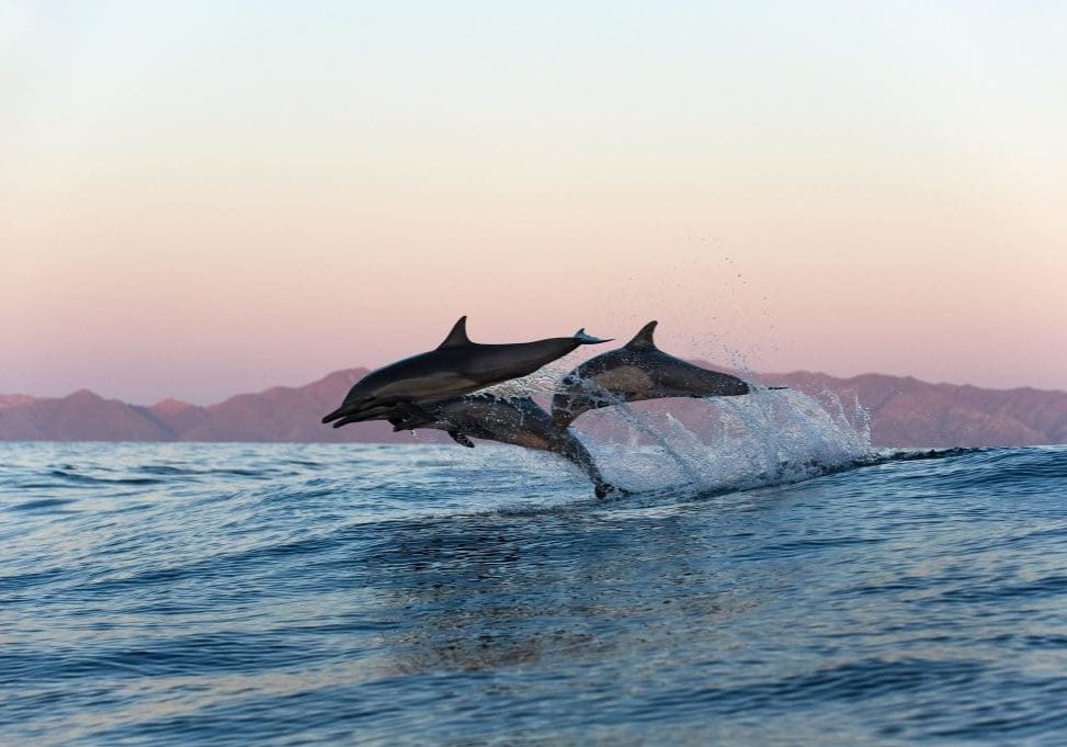 Common dolphins © Christopher Swann