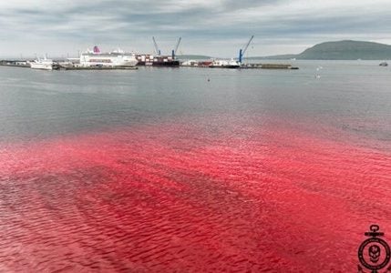 Cruise ship docked in blood filled waters (Credit: Jackson McMuldren/CPWF)