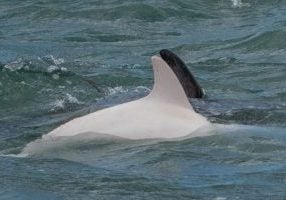 Ieu the white Peale's dolphin spotted off Southern Patagonia