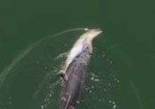 Dolphin and dead calf credit Geographe Marine Research Aug26