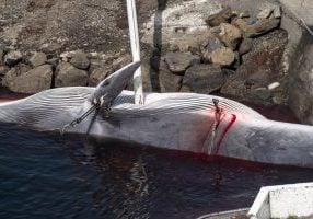The MAST report revealed that one whale was found to have been chased for five hours without being killed. 