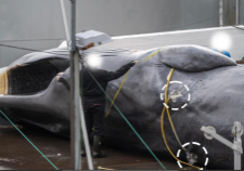 Image showing two harpoon wounds in fin whale