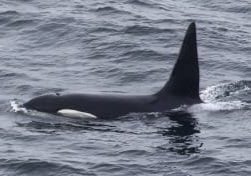 An orca named 'Hulk' off Caithness, Scotland