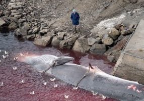 Kristjan Loftsson standing over one of the majestic fin whales he brutally killed. © Hard To Port
