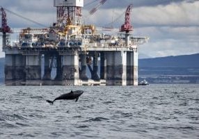 Oil rig and dolphin