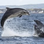 Bottlenose dolphins leaping