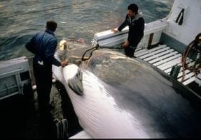 A minke whale is hauled aboard by hunters