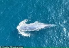 Could this be an Omura's whale?
