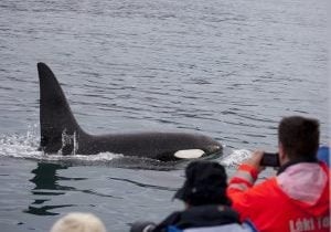 Watching orcas from a boat in Iceland