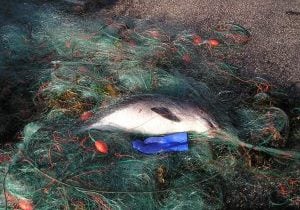Porpoise dies after becoming entangled in fishing net