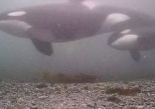 Orcas at the seabed