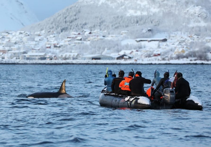 A snorkelling tour boat approaches an orca. © Steve Truluck.