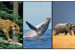 Jaguar, humpback whale and African elephant