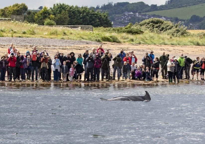 Dolphin watchers at Chanonry Point in the Moray Firth