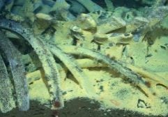 Whale skeleton