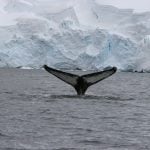 Humpback whale tail in Antarctica
