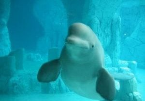 Beluga whale in captivity