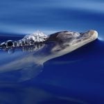 Bottlenose dolphin at surface