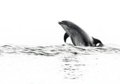 A pod of bottlenose dolphins lives in Cardigan Bay