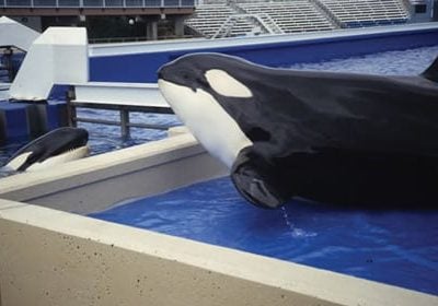 Two orcas in captivity