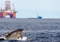 Dolphins with oil rig