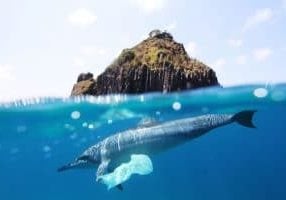 Dolphin with plastic