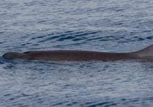 Dwarf sperm whale