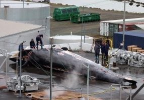 Fin whale carcass in Icelandic port