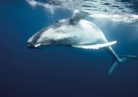 Humpback whale underwater