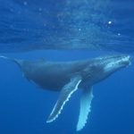humpback-whale-vanessa-mignon
