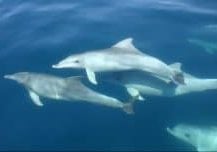 Pod of Port River dolphins