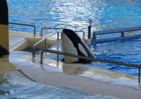 Morgan originally lived in the wild.