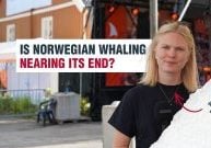 Is Norwegian whaling about to end?