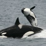 orca-robert-pitman-1