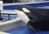 Orcas in captivity