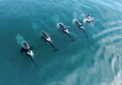 Group of orcas at surface