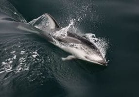 Pacific white-sided dolphin © Heidi Hansen