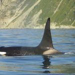 Male orca swimming off Kamchatka
