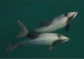 New Zealand dolphins underwater