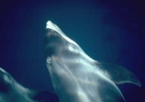 White-beaked dolphin © Marjike de Boer