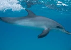 Young Atlantic spotted dolphin